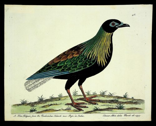 A Hen Pidgeon from the Ninkcombar Islands near Pegu in India FROM A Natural History of Birds: illustrated with a hundred and one copper plates, curiously engraven from the life