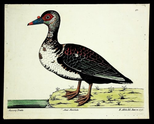 Muscovy Drake, FROM A Natural History of Birds: illustrated with a hundred and one copper plates, curiously engraven from the life