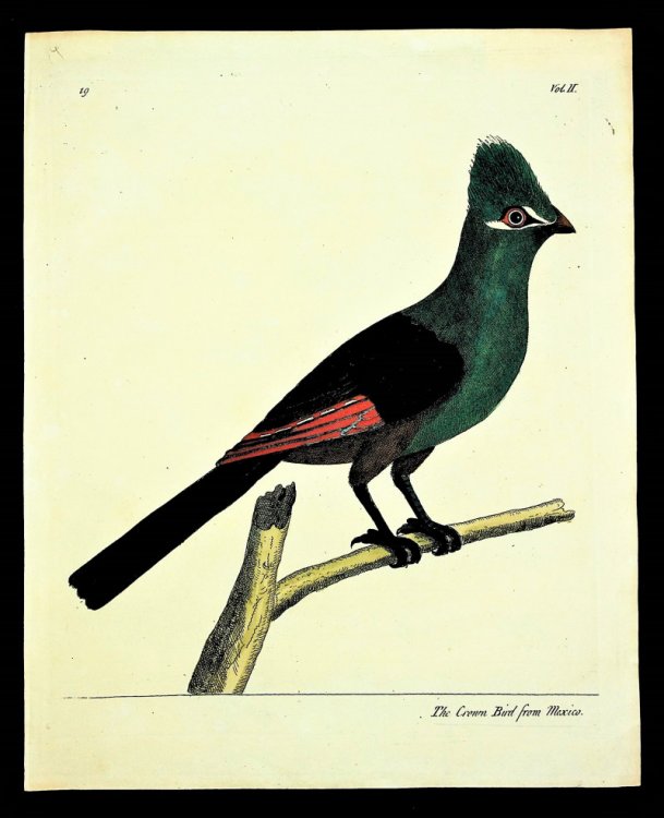 The Crown Bird from Mexico FROM A Natural History of Birds : illustrated with a hundred and one copper plates, curiously engraven from the life