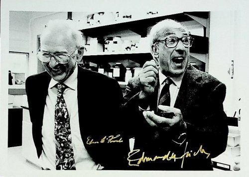 Photograph of Nobel laureates Edmond H. Fischer and Edwin G. Krebs in a laboratory, signed by both scientists