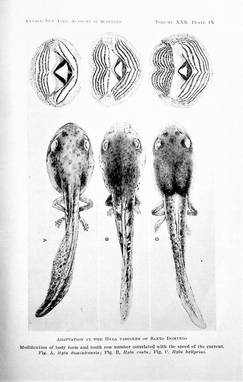 The value of life history data in the study of the evolution of the amphibia