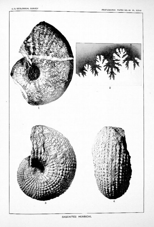 Professional Paper No. 40, The Triassic Cephalopod Genera of America TOGETHER WITH Professional Paper No. 41, Geology of the Central Copper River Region, Alaska