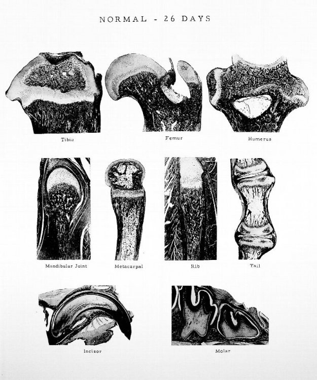 Atlas of the Skeletal Development of the Rat