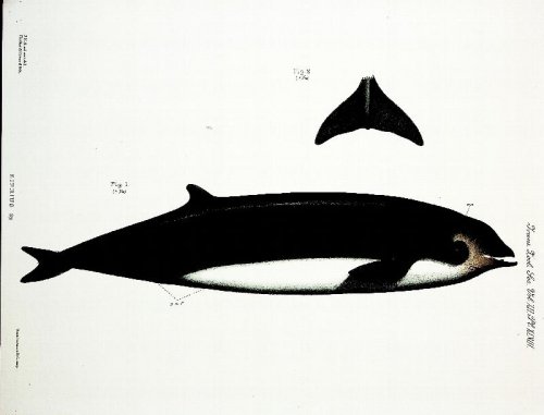 On a Specimen of Ziphius Recently Obtained Near Dunedin, OFFPRINT FROM Transactions of the Zoological Society of London, Vol. XII, February 1889
