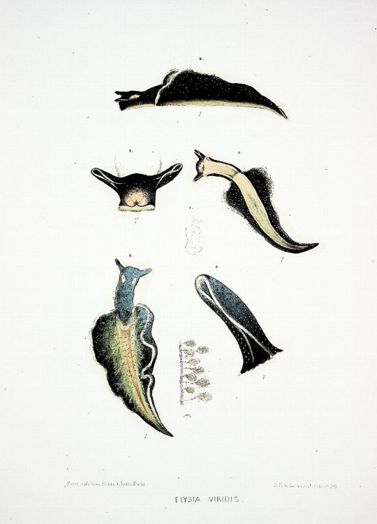 Fauna der Kieler Bucht. Vol. 1 Die Hinterkiemer oder Opisthobranchia, Vol. 2 Die Prosobranchia und Lamellibranchia neist Einem Supplement zu den Opisthobranchia