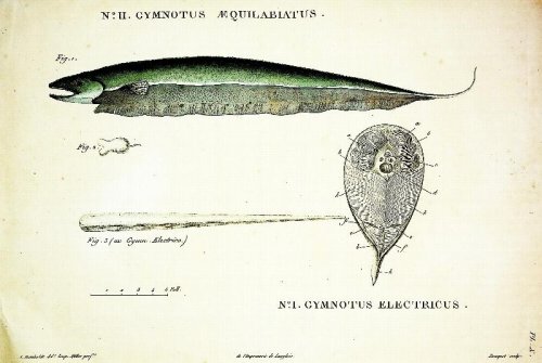 Memoire sur une nouvelle espece de gymnote de la Riviere de la Madeleine BOUND TOGETHER WITH Observations sur l'anguille electrique (Gymnotus electricus, Lin.) du Nouveau Continent, EXTRACT FROM Voyage aux Regions Equinoxiales du Nouveau Continent, fait en 1799-1804, etc