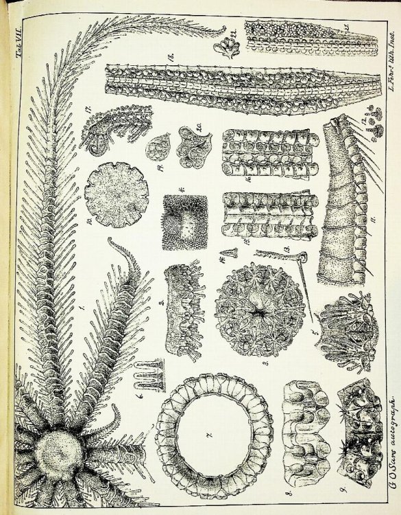 On some Remarkable Forms of Animal Life from the Great Deeps off the Norwegian Coast I. Partly from posthumous manuscripts of the late Professor Dr. Michael Sars. II. Researches on the Structure and Affinity of the Genus Brisinga, based on the Study of a new Species: Brisinga coronata.