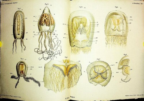 Japanische Medusen IN Beitrage z. Naturgeschichte Ostasiens, [Japanese Medusae IN Contributions to Natural History of East Asia]