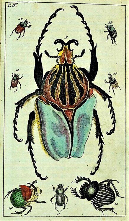 Unterhaltungen aus der Naturgeschichte der Insecten 1. Teil [Discourses on the Natural History of Insects, Volume I]