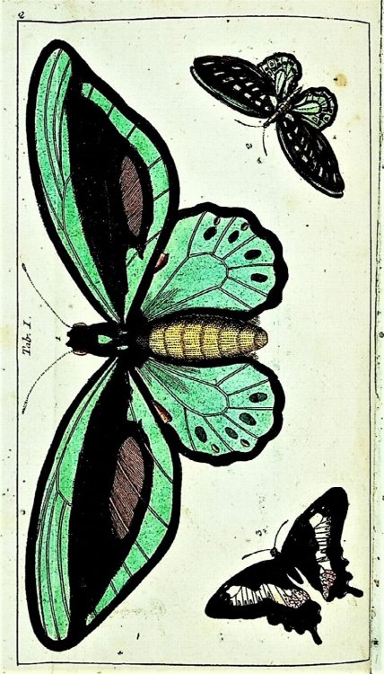 Unterhaltungen aus der Naturgeschichte der Insecten 2. Teil