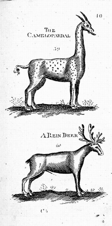 A Description of above Three Hundred Animals, viz. beasts, birds, fishes, serpents, and insects. With a particular account of the manner of catching whales in Greenland. Extracted from the best authors, and adapted to the use of all capacities. Illustrated with copper plates, whereon is neatly engra