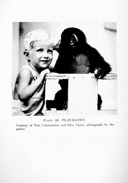 Chimpanzees: A Laboratory Colony