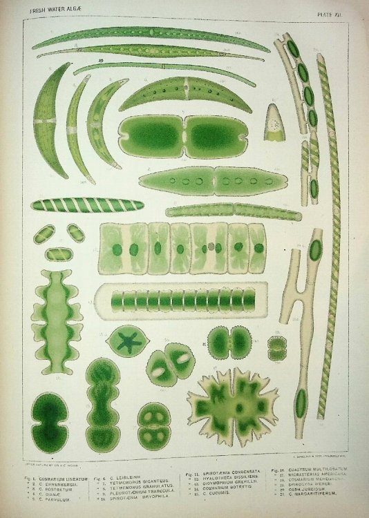 A Contribution to the History of the Fresh-Water Algae of North America