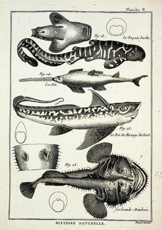 Tableau Encyclopedique et Methodique des Trois Regnes de la Nature. Ichthyologie