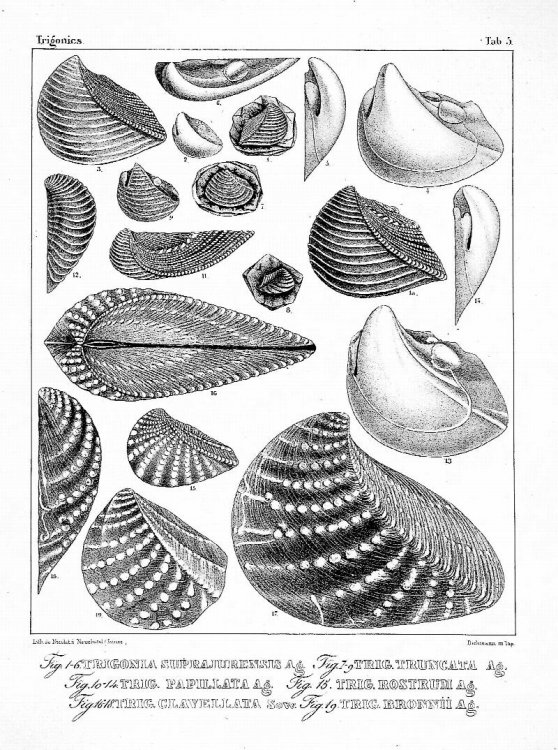 Etudes Critiques sur les Mollusques Fossiles