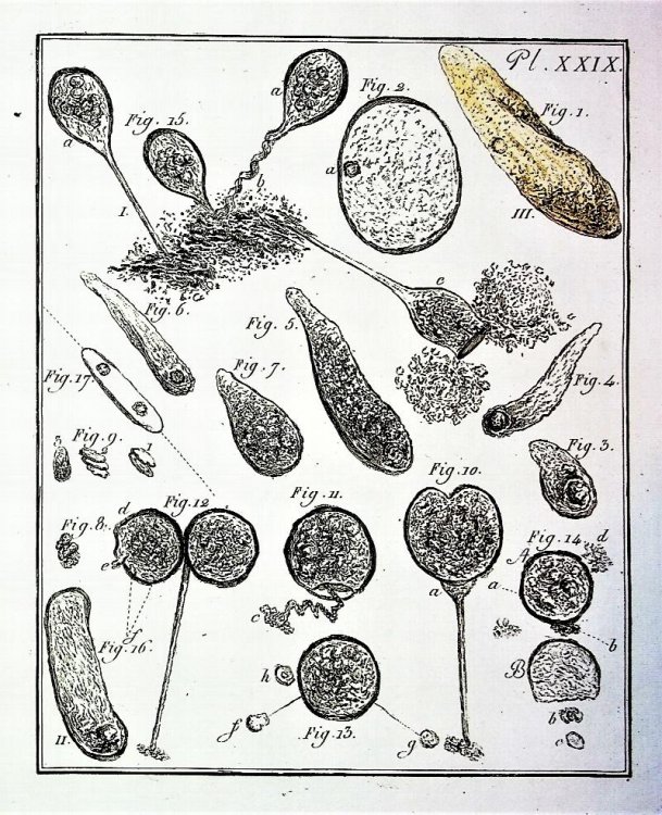Dissertation sur la generation, les animalcules spermatiques, et ceux d'infusions, avec des observations microscopiques sur le sperme, et wur les differrentes infusions, ouvrage traduit de l'allemand, orne de trente-quatre planches, dont plusieurs enluminees. [Dissertation on generation, spermatic a