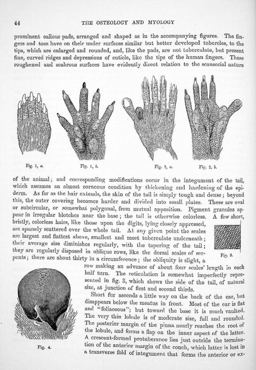 On the Osteology and Myology of Didelphys Virginiana with an Appendix on the Brain, in Memoirs of the Boston Society of Natural History, Vol. II, Part I, No. III