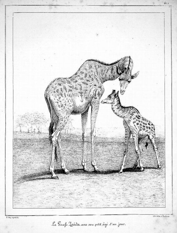 Recherches Historiques, Zoologiques, Anatomiques et Paleontologiques sur la Girafe, (Camelopardalis giraffa, Gmelin)
