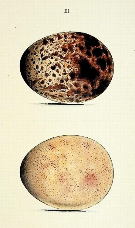 Coloured Illustrations of the Eggs of British Birds
