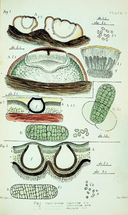 The British Species of Angiocarpous Lichens, Elucidated by Their Sporidia