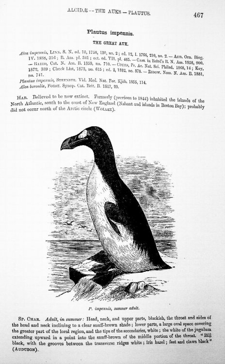 The Water Birds of North America