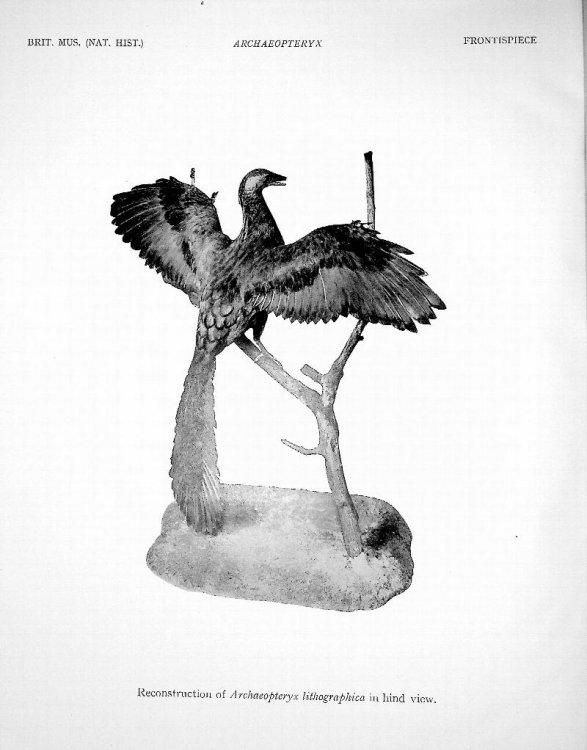 Archaeopteryx Lithographica: A study Based Upon the British Museum Specimen