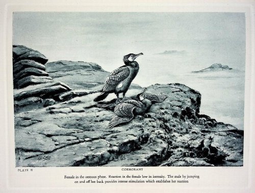 An Introduction to Bird Behaviour