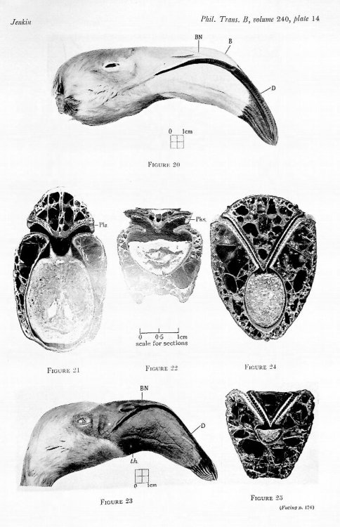 The filter-feeding and food of flamingoes (Phoenicopteri)
