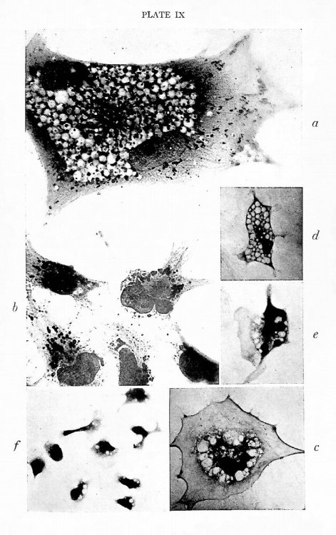 General Cytology. A Textbook of Cellular Structure and Function for Students of Biology and Medicine