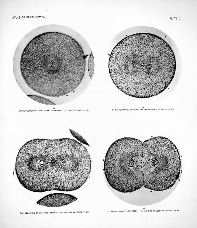 An Atlas of the Fertilization and Karyokinesis of the Ovum