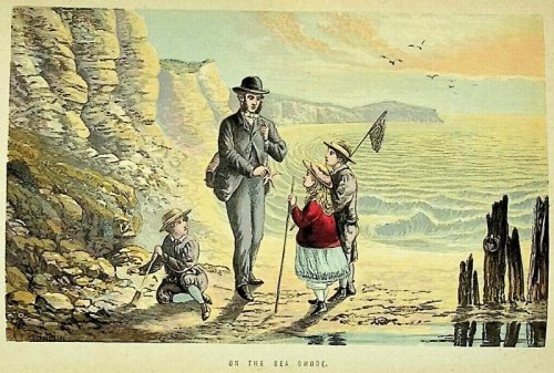 Sea-Side Walks of a Naturalist with His Children. Illustrated with eight coloured plates and numerous wood engravings