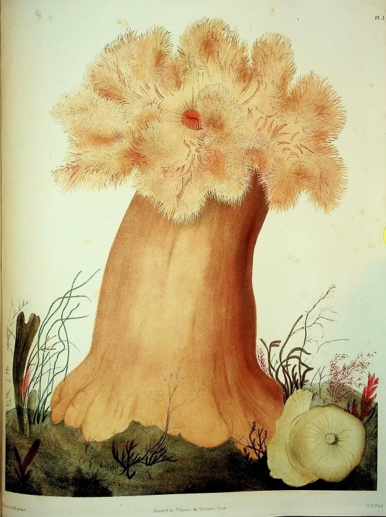 The Marine Invertebrates and Fishes of St. Andrews