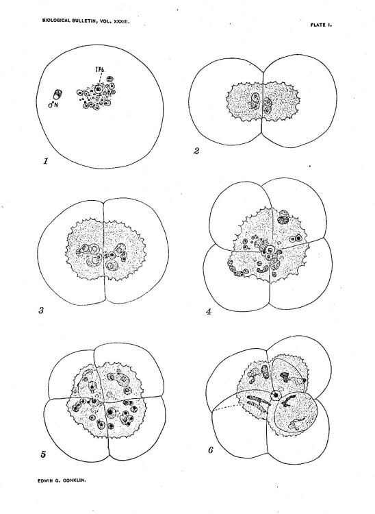 Mitosis and amitosis in Biological Bulletin XXXIII (6):396-437, December 1917