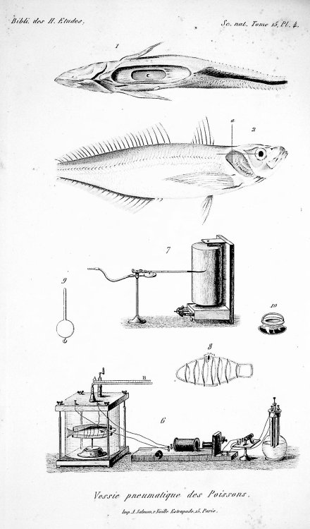 Recherches Experimentales sur les Fonctions de la Vessie Natatoire [Experimental research on the functions of the fish swim bladder]