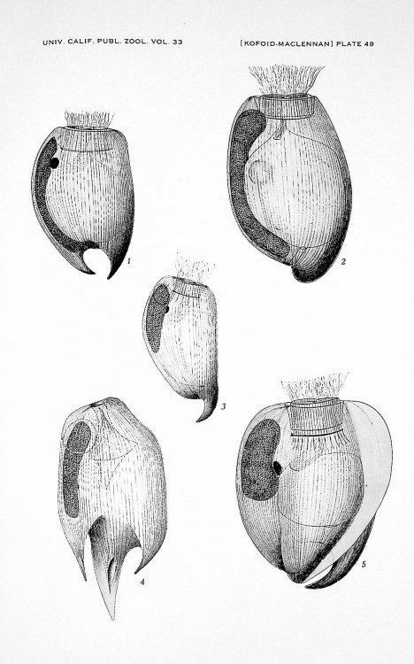 Ciliates from Bos Indicus Linn. I. The genus Entodinium Stein; II. A revision of Diplodinium Schuberg; III. Epidinium Crawley, Epiplastron Gen. Nov., and Ophryoscolex Stein