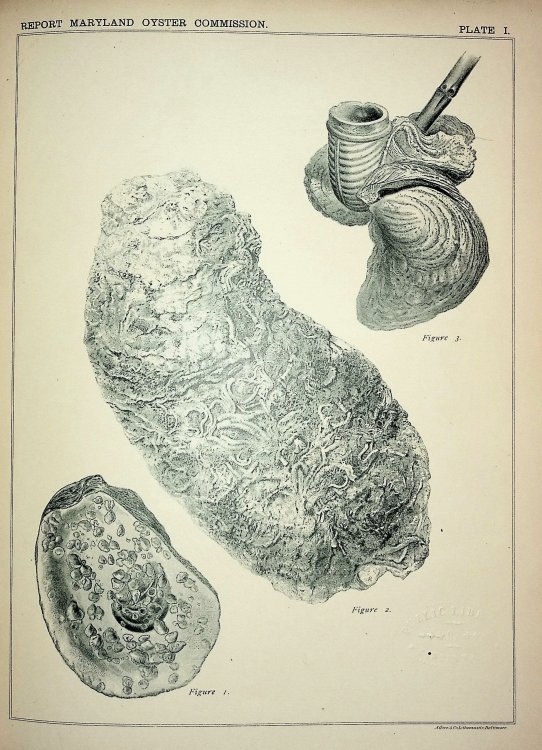 The development and protection of the oyster in Maryland by W.K. Brooks, PhD. Being the report written by him as chairman of the Oyster commission of the state of Maryland, and presented to the General Assembly, February, 1884.