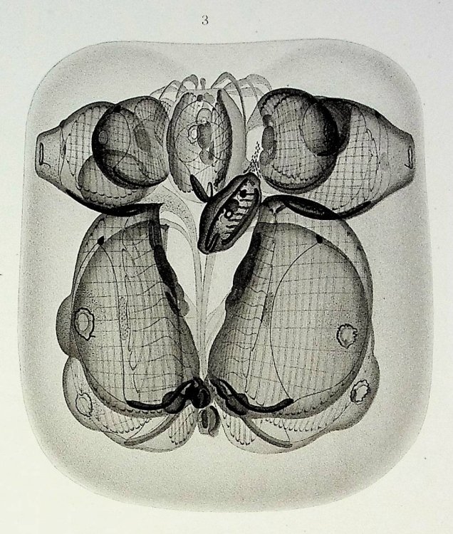Pyrosomes et Appendiculaires provenant des campagnes de l'Hirondelle et de la Princesse-Alice (1885-1910)