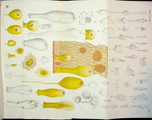 Recherches sur la structure de l'epiderme des cyclostomes et quelques mots sur les cellules olfactives de ces animaux, par M. Alexandre Foettinger, Etudiant a l'Universite de Liege