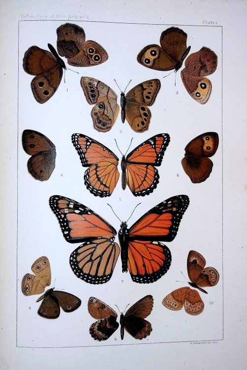 The Butterflies of the Eastern United States and Canada with Special Reference to New England
