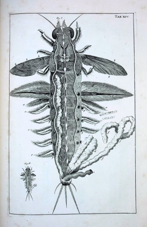 The Book of Nature; or, The History of Insects: Reduced to Distinct Classes, Confirmed by Particular Instances, Displayed in the Anatomical Analysis of Many Species, and Illustrated with Copper-plates. Including the Generation of the Frog, the History of the Ephemerus, the Changes of Flies, Butterfl