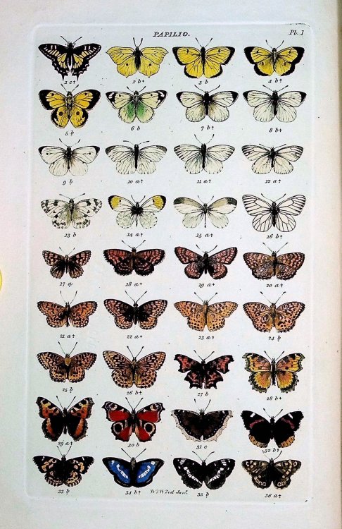 Index Entomologicus: or a Complete Illustrated Catalogue consisting of upwards of Two Thousand Accuratly Coloured Figures of the Lepdopterous Insects of Great Britain, A New and Revised Edition with Supplement containing figures and notices of nearly two hundred newly discovered species, synoptic li
