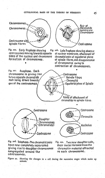 Genetics and the Clinician