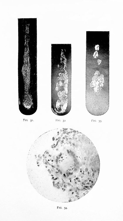 An Atlas of Bacteriology Containing One Hundred and Eleven Original Phtomicrographs with Explanatory Text