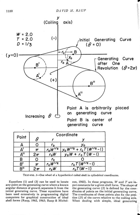 Geometric analysis of shell coiling: General problems. Journal of Paleontology, Vol. 40 (5), pp 1178-1190, 10 text figures.