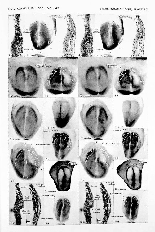 The Development of the Heart in the Rat