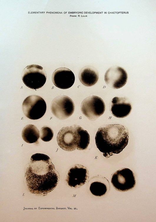 Observations and experiments concerning the elementary phenomena of embryonic development in Chaetopterus, Journal of Experimental Zoology, Vol. III (2), pp 153-268