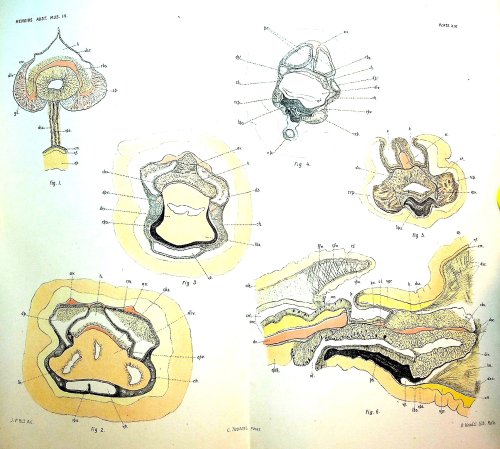 The Alcyonaria of Funafuti Part II