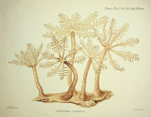 A revision of the genera of the Alcyonaria stolonifera, with a descripton of one new genus and several new species, in Transactions of the Zoological Society of London, XIII (Part 9), 325-347