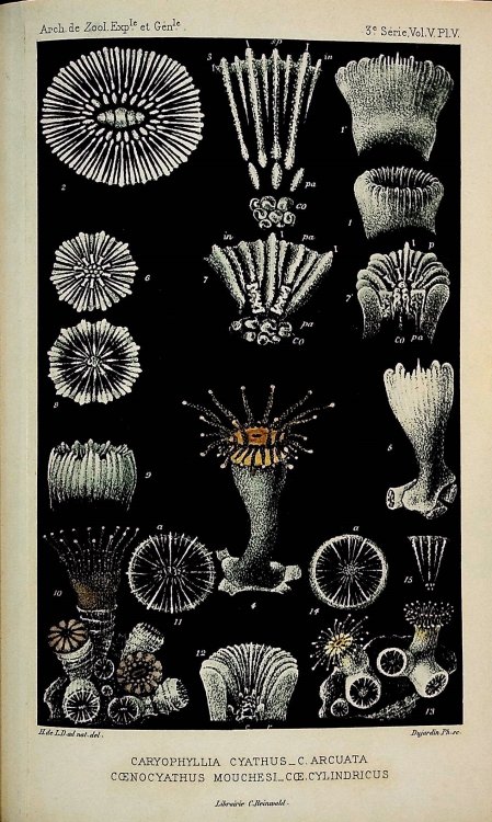 Faune du Golfe du Lion. Coralliaires Zoanthaires sclerodermes, Archives de Zoologie Experimentale et Generale