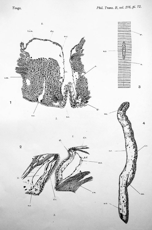 Structure and function of the organs of feeding and digestion in the septibranchs Cuspidaria and Poromya